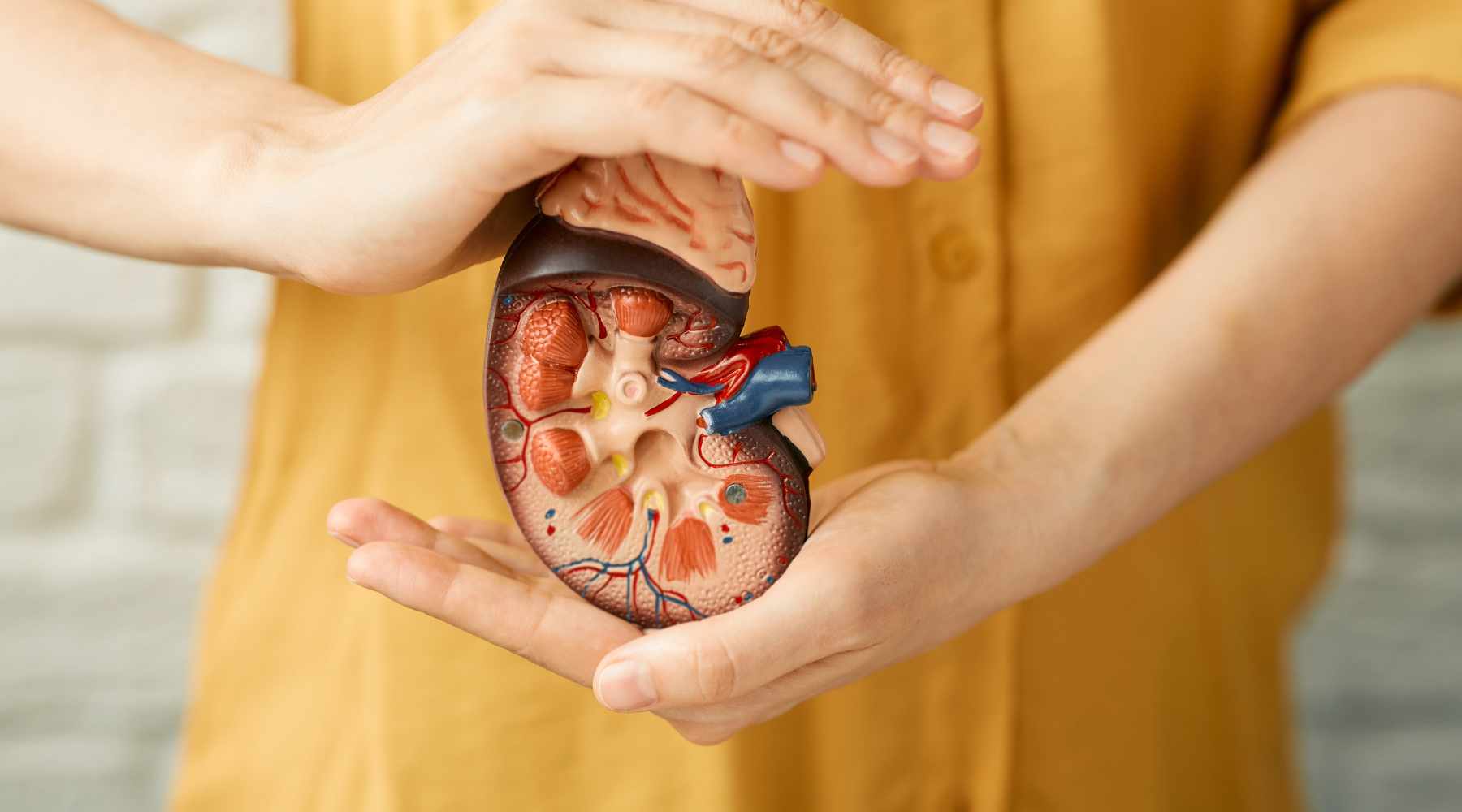 Clarifying the Myths Around Saunas and Kidney Health Clearlight® Saunas